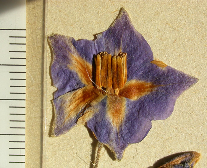 s. ahanhuiri syntyp 1699 corolla